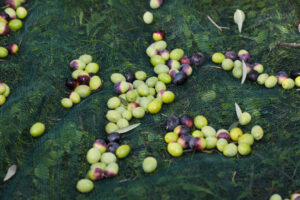 Olive Harvest: The Olive Season