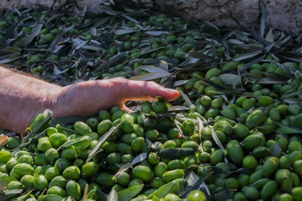 Il giusto prezzo dell’olio